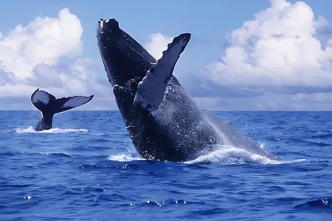 Punta Cana: Whale Watching and Bacardi Island Day Trip - Key things that make this day trip work