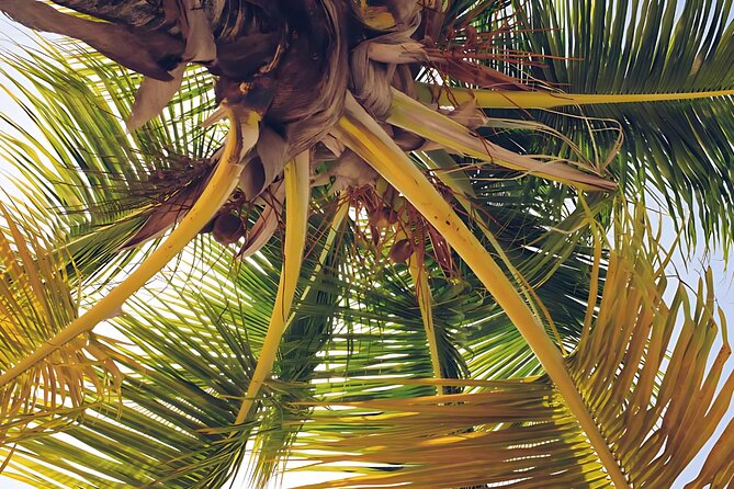 Punta Cana: Whale Watching and Bacardi Island Day Trip - Who should book, and who should skip it