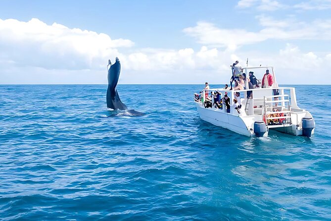 Punta Cana: Whale Watching and Bacardi Island Day Trip - January to March humpback whale watching in Samaná Bay