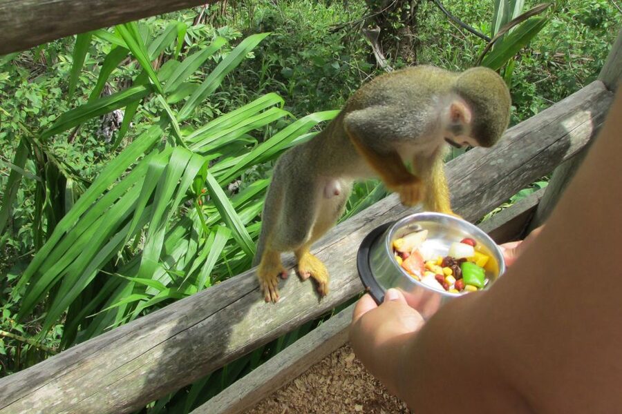 Punta Cana: Ziplines Adventures & Monkeyland Entry - Who Should Book This Tour, and Who Should Skip It
