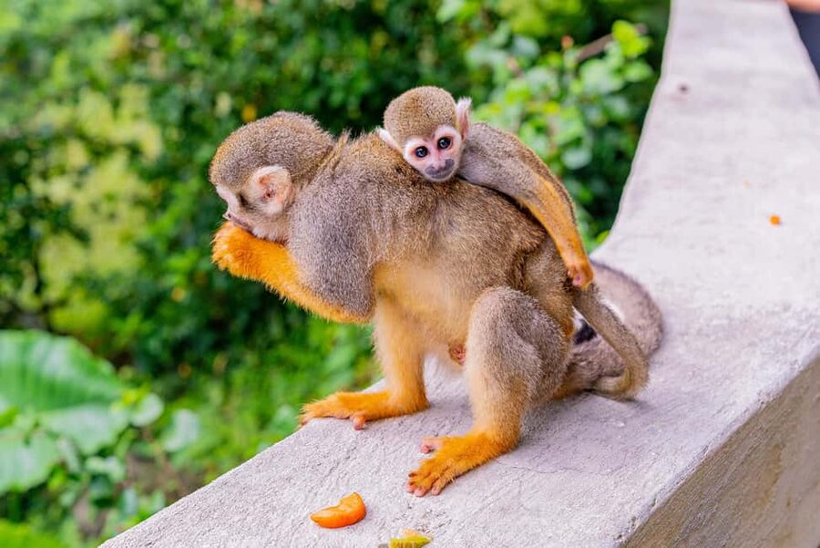 Punta Cana: Ziplines Adventures & Monkeyland Entry - Lunch and Break Time: Included Food That Actually Keeps You Going
