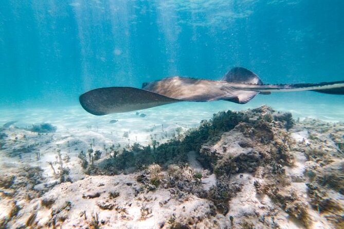 Reef Explorer Half Day Trip - Stingray Snorkeling at the Reef: What to Expect and How to Enjoy It
