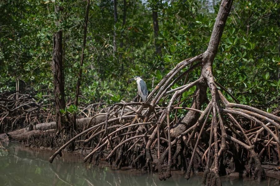 Sabana de la Mar: Los Haitises Guided Hike and Kayaking - Who this Los Haitises hike and kayak suits best