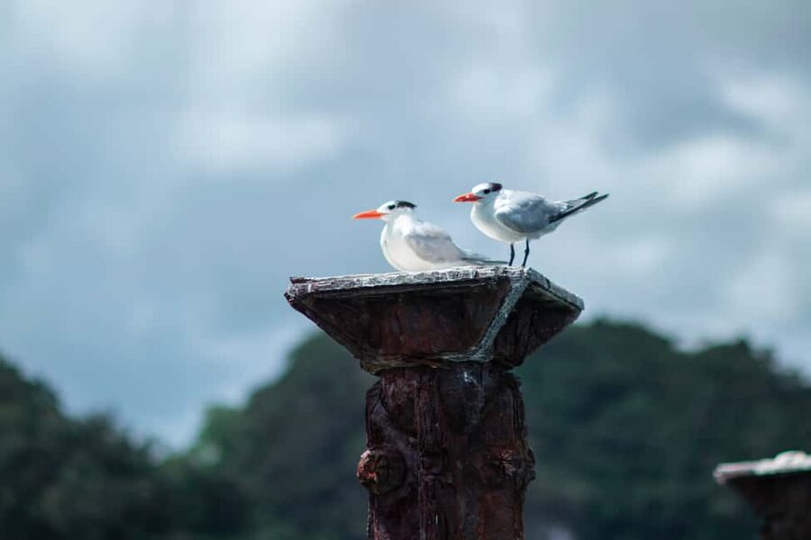 Sabana de la Mar: Los Haitises Guided Hike and Kayaking - Kayaking mangrove swamps: how the water feels and what you can see