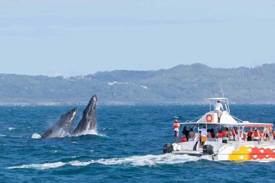 Samana: Bay of Samana Whale Watching Experience - Key things to know before you go