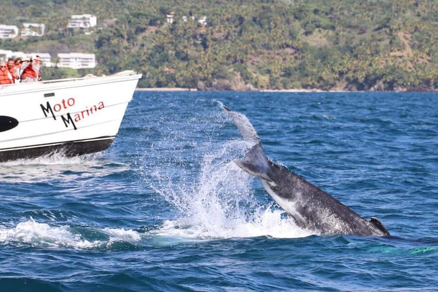 Samana: Bay of Samana Whale Watching Experience - Whale season in the Bay of Samaná, and why the trip is worth it