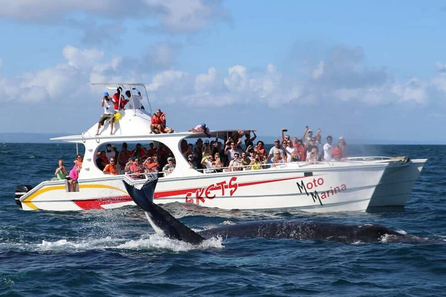 Samana: Bay of Samana Whale Watching Experience - How the morning starts at Moto Marina (and why arriving early helps)