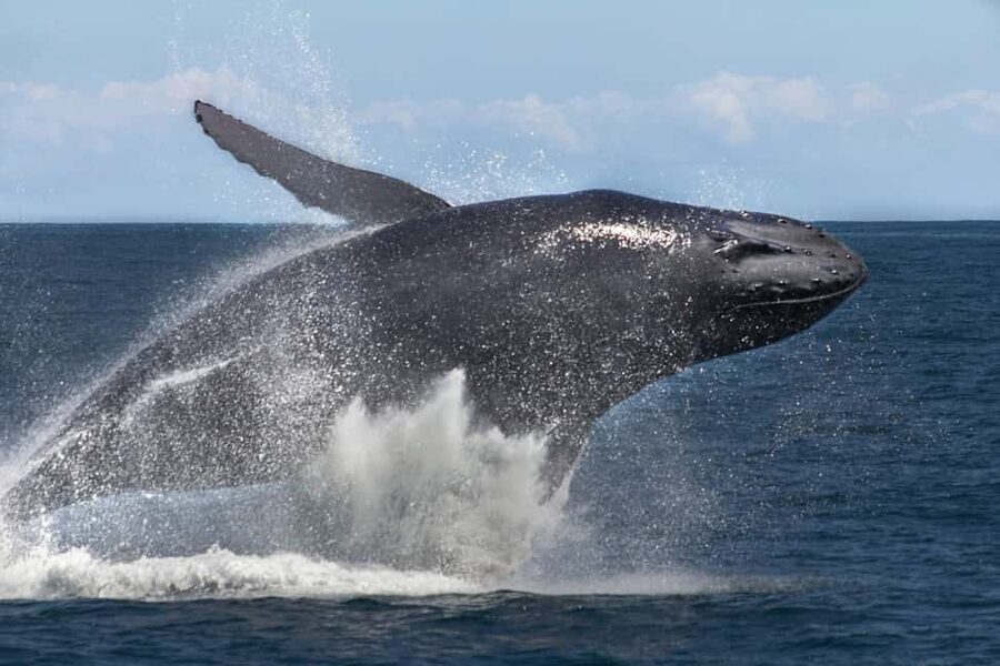 Samana: Bay of Samana Whale Watching Experience - The first boat leg: getting out into the Bay of Samaná
