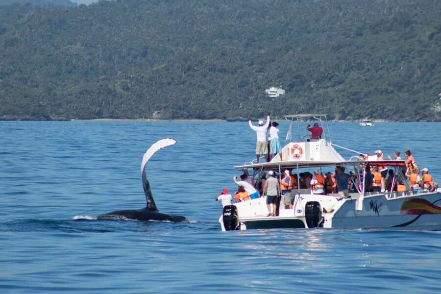 Samana: Bay of Samana Whale Watching Experience - Marine Mammal Sanctuary time: what happens when whale watching gets real