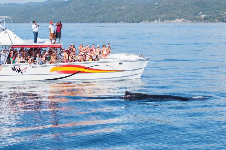 Samana: Bay of Samana Whale Watching Experience - How the guide elevates the experience (even if you know nothing about whales)