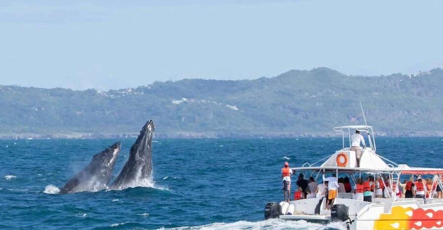 Samana: Bay of Samana Whale Watching Experience - Snacks, drinks, and the real tempo of a 3-hour trip