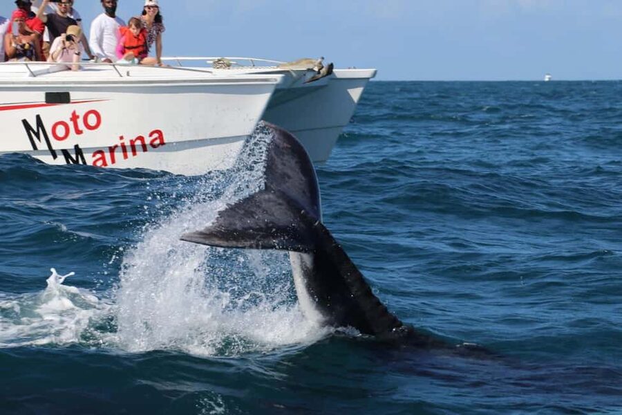 Samana: Bay of Samana Whale Watching Experience - Price and what you truly get for $65