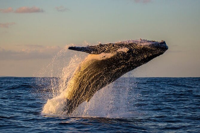 Samaná Experience Whale – The Lemon Waterfall & Bacardi Island - Key Highlights You’ll Care About