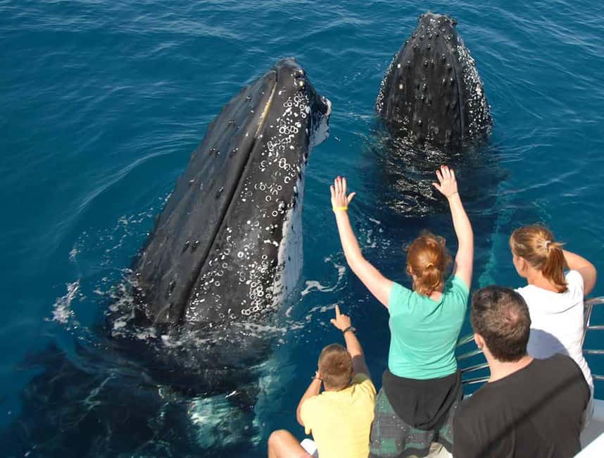 Samana: Half Day Whale Watching Humpback Whale Watching - The morning schedule: dock departure, sanctuary-area search, return