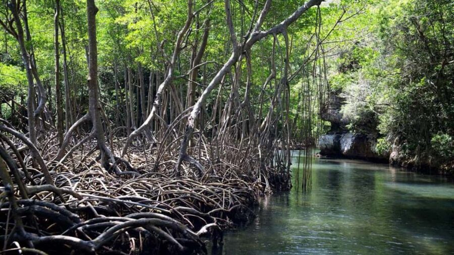 Samana: Los Haitises Kayaks & Caño Hondo Pools Tour w/ Lunch - Lunch Inside Los Haitises: The Secluded Beach Break That Actually Works