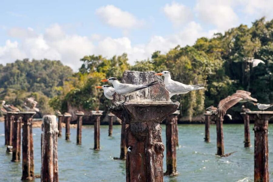 Samana: Los Haitises Kayaks & Caño Hondo Pools Tour w/ Lunch - What to Bring (and What to Skip)