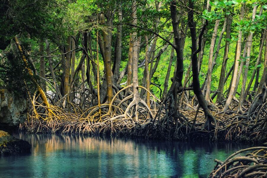 Samaná: Los Haitises National Park & Cayo Levantado Island - Mangroves: a quieter side of Los Haitises