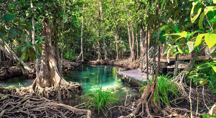 Samana: Visit Samana, Los Haitises Park, and Cayo Levantado Island - The mangroves and birds part you will actually remember