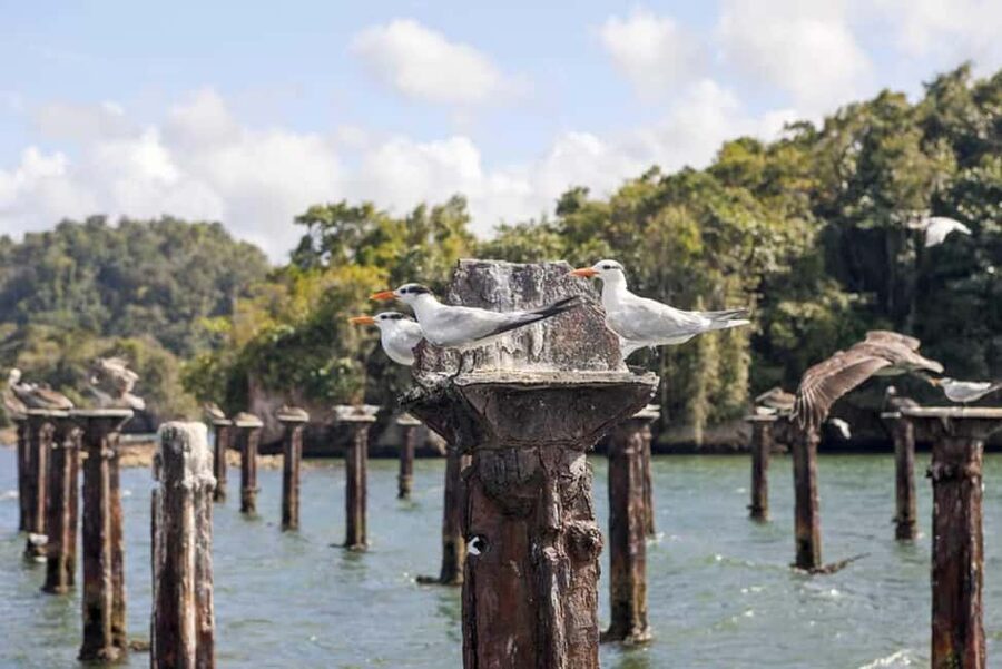 Samana: Visit Samana, Los Haitises Park, and Cayo Levantado Island - Cayo Levantado free time: swimming, snorkeling, and sand time