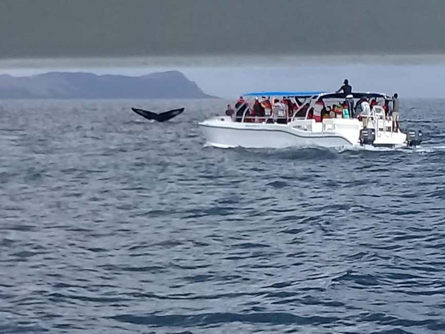 Samaná: Whale, Cayo Levantado, & Kayak in Samaná Bay Tour - Price and value: why $2 can be a red flag to double-check