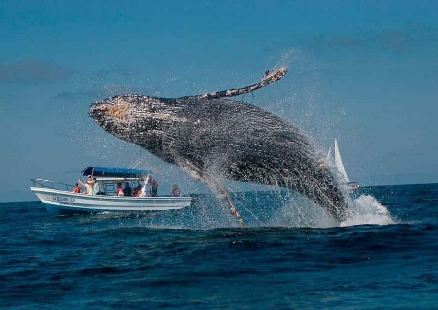 Samaná: Whale, Cayo Levantado, & Kayak in Samaná Bay Tour - Who this tour fits best (and who should skip it)