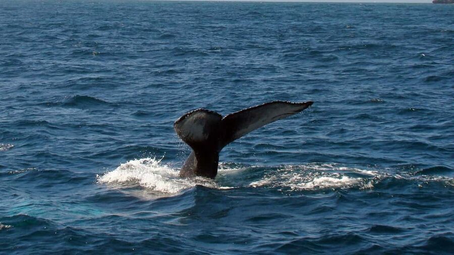 Samanà Whale Watching and Bacardi Island Tour From Bayahibe - Quick Take: What You Will Actually Remember