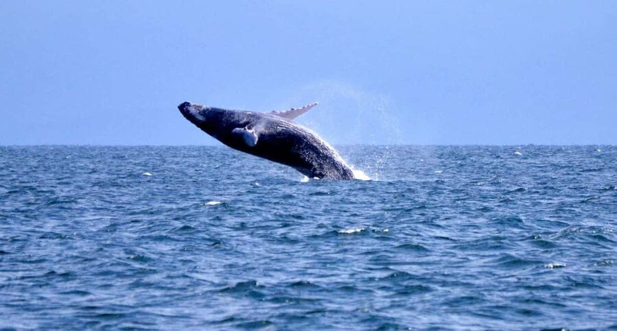 Samanà Whale Watching and Bacardi Island Tour From Bayahibe - Why Samaná Humpbacks Show Up in the Atlantic Warm-Water Season