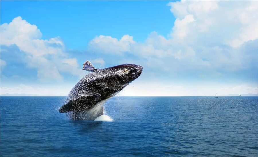 Samana: Whale Watching and Cayo Levantado Full Day Tour - Snacks, drinks, and photo chances: the in-between details