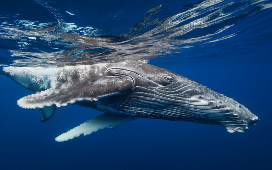 Samana: Whale Watching and Cayo Levantado Full Day Tour - Getting the most out of whale viewing: use the guide’s cues