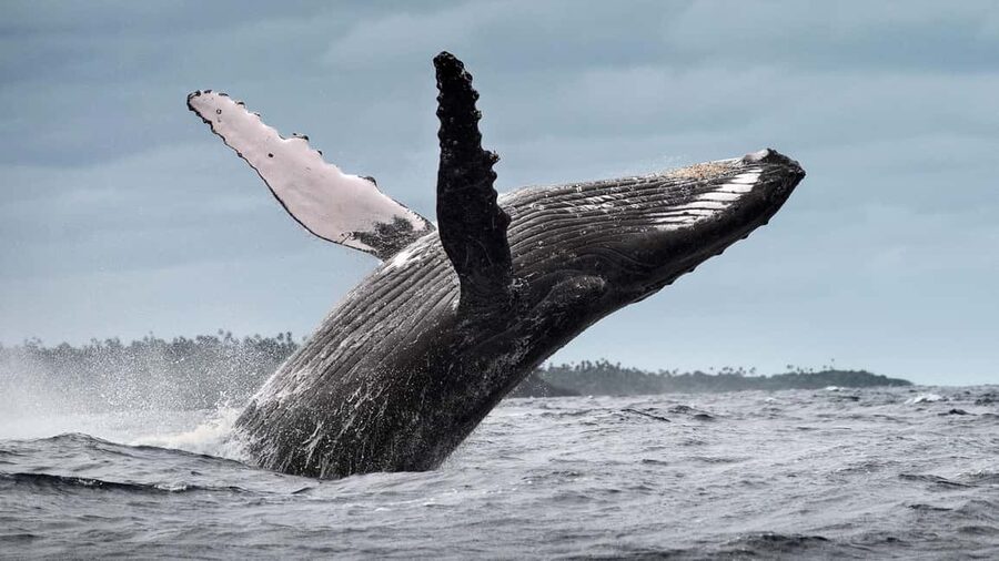 Samana: Whale Watching and Cayo Levantado Full Day Tour - Whale watching in Samaná Bay: why this timing matters