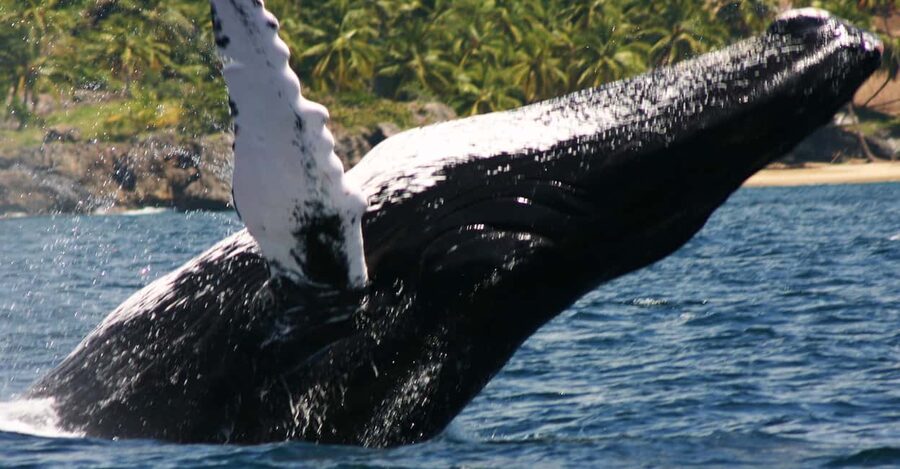 Samana: Whale Watching Tour - Key Things I’d Watch For on This Samana Whale Watching Tour