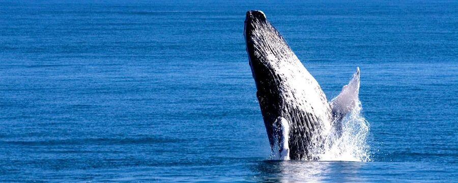 Samana: Whale Watching Tour - Getting to the Dock and Finding the Right Spots in the Water