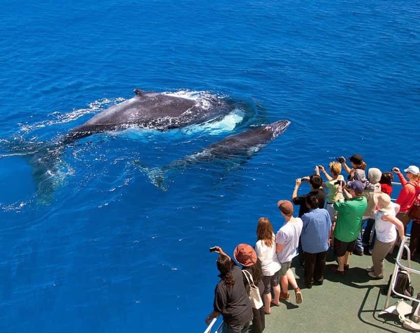 Samaná: Whale Watching Tour with Snacks - Why Bay of Samaná Whale Watching Feels Different