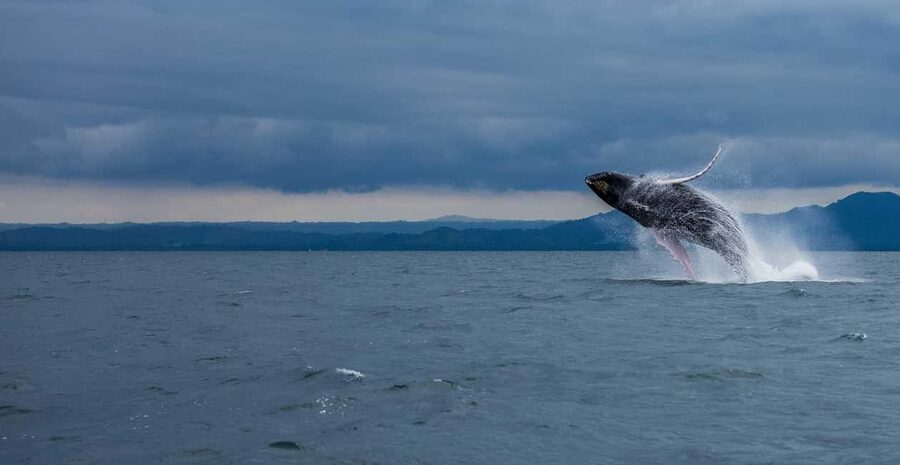 Samaná: Whale Watching Tour with Snacks - The 9:30 AM Departure and the Day-Perfect Return