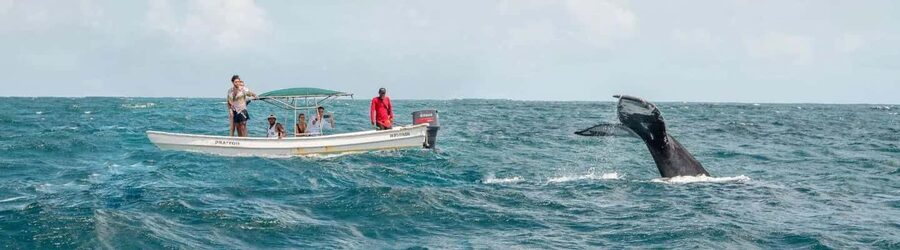 Samaná: Whale Watching Tour with Snacks - What You Actually See: Humpbacks Up Close