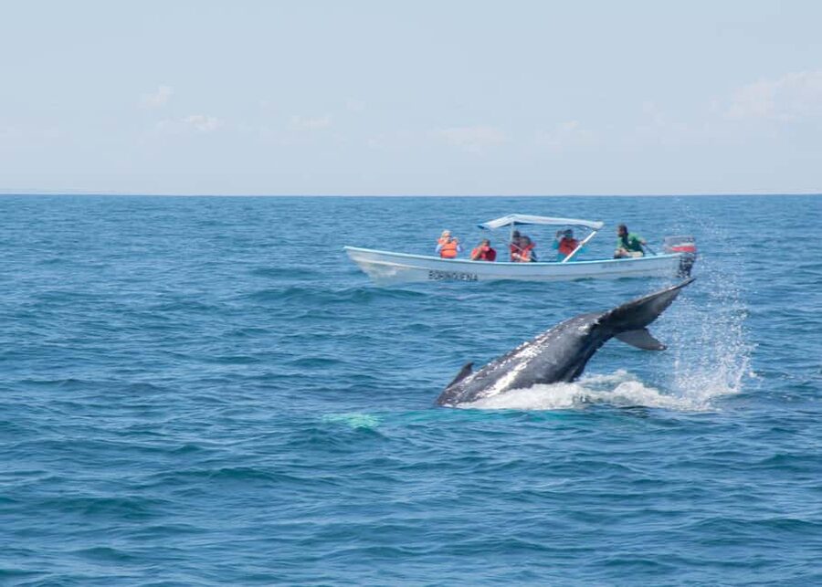 Samaná: Whale Watching Tour with Snacks - How the Boat Finds Whales in the Bay of Samaná