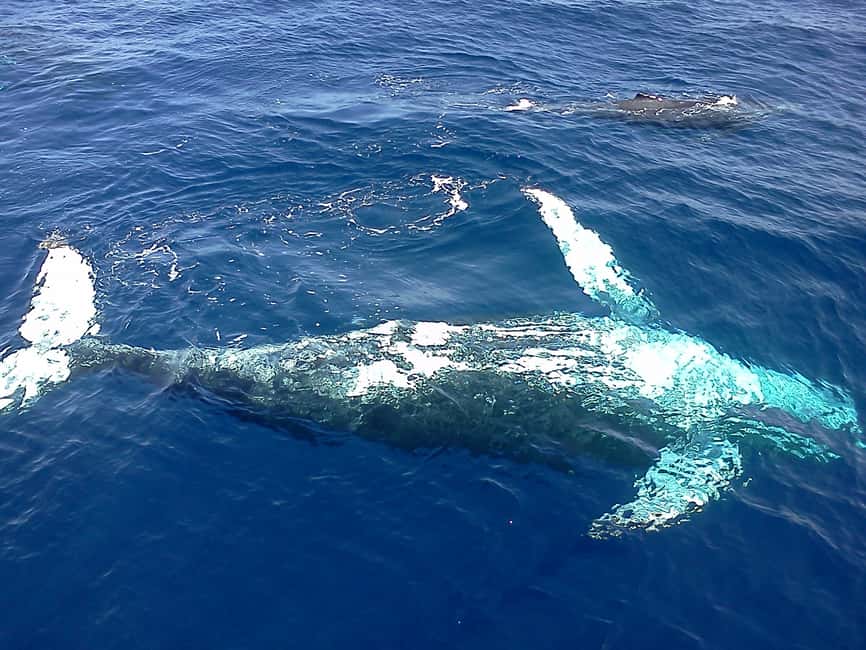 Samana: Whale Watching Tour - The 12 Hour Reality: Why the Drive from Puerto Plata, Sosua, and Cabarete Matters