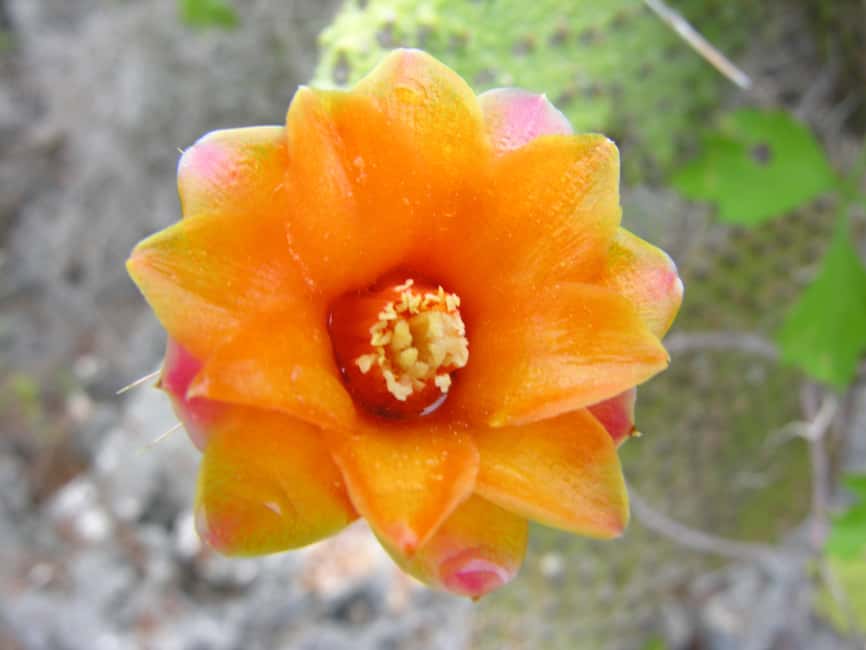 Santo Domingo: Natural Treasures of the City - Natural Treasures in Santo Domingo, in One 5-Hour Loop