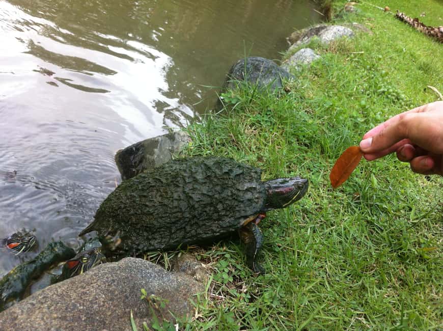 Santo Domingo: Natural Treasures of the City - Should You Book This Nature Tour in Santo Domingo?