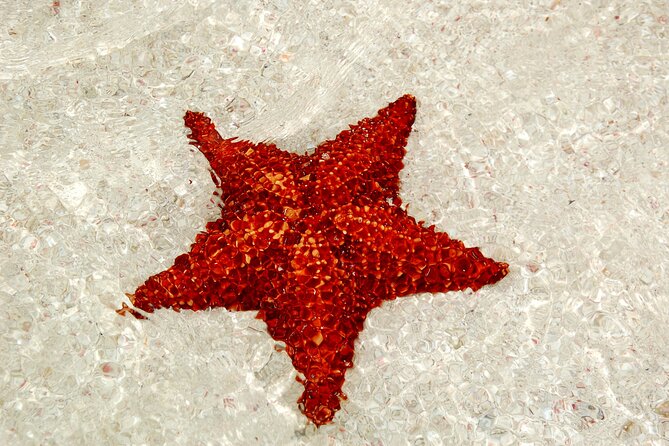 Saona Island: Full-day Catamaran Tour - Small Group - Saona Island beach time: white sand, shade options, and a real meal
