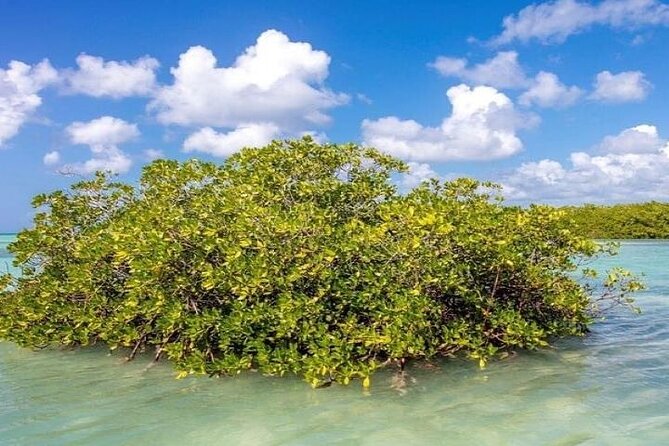 Saona Island Full-Day Tour with Lunch from Punta Cana - What the Return Feels Like, and How to Avoid End-of-Day Fatigue
