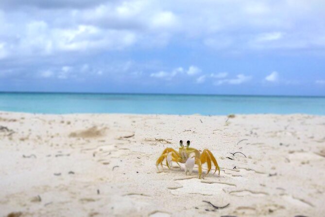 Saona Island, Natural pool Starfish, Fast boat, Catamaran +Dances - Price and value: is $169 a fair deal?