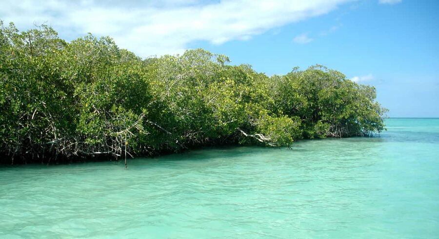 Saona Island: Small Group Virgin Beaches Cruise Day Trip - Turtle nursery and hatchlings, conservation that feels real