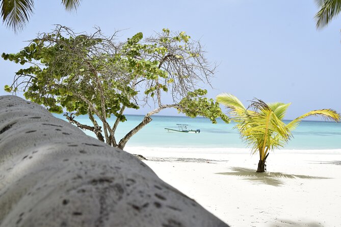 Saona Island Tour - Full Day from Punta Cana Buffet and drinks - Timing That Works: When a Day Trip Actually Feels Comfortable