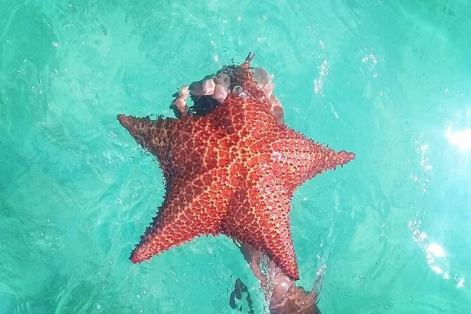 Saona Island Tour - Full Day from Punta Cana Buffet and drinks - Who This Tour Suits Best (And Who Should Think Twice)