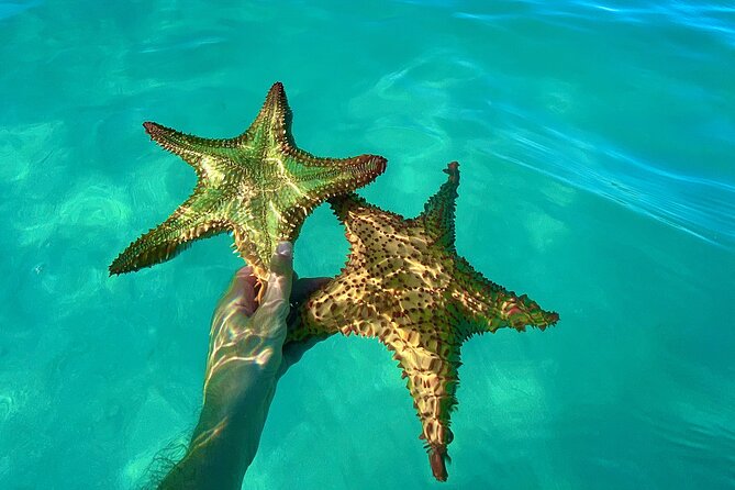 Saona Private Tour with Own Guide and Transport from Punta Cana - Playa Viva Snorkeling: Fish Feeding and Time You Can Adjust