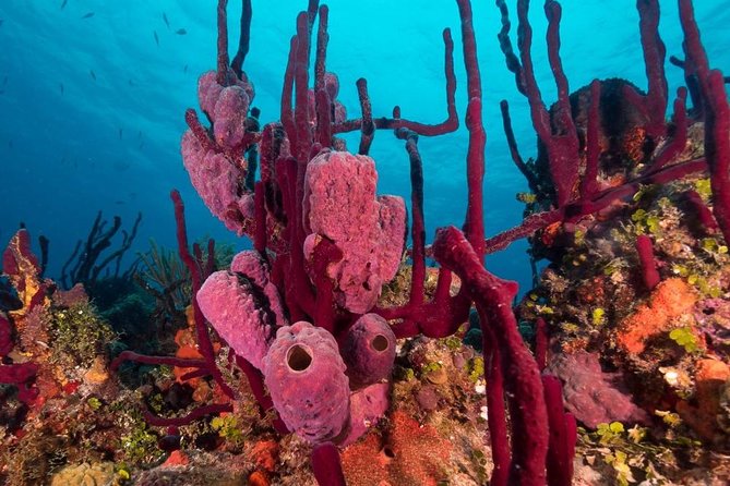 Scuba Doo Diving Experience in Punta Cana - Underwater photos: fun keepsakes, and watch for extra fees