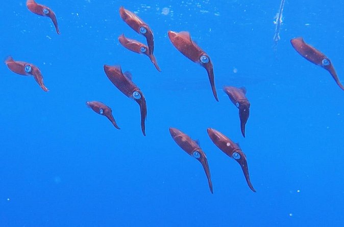 Shared 2 hours Sosúa Bay Snorkeling with Professional Guide - Stop 2: the second snorkel spot and staying comfortable