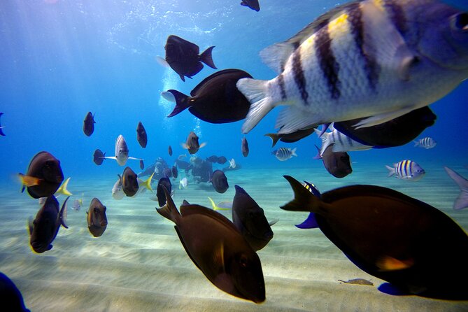 Shared 2 hours Sosúa Bay Snorkeling with Professional Guide - The guide experience: safety, spotting fish, and real personality