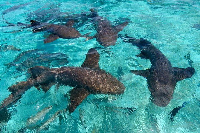Sharks & Stingrays Snorkeling in Punta Cana with Parasailing - Sharks, stingrays, and parasailing in one 2.5-hour afternoon